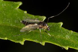 Attēlu rezultāti vaicājumam “Cricotopus”