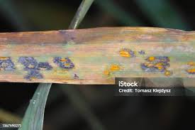 Attēlu rezultāti vaicājumam “Puccinia coronata”