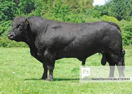 Attēlu rezultāti vaicājumam “Bos primigenius taurus”