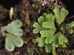 Attēlu rezultāti vaicājumam “Riccia bifurca”