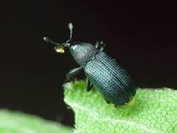 Attēlu rezultāti vaicājumam “Magdalis sp.”