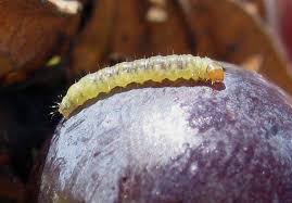 Attēlu rezultāti vaicājumam “Proutia betulina larva”