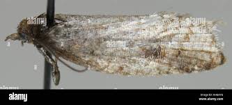 Attēlu rezultāti vaicājumam “Acleris aspersana”