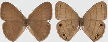 Attēlu rezultāti vaicājumam “Cribraria intricata young”