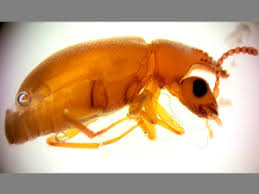 Attēlu rezultāti vaicājumam “Anthicidae”