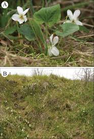 Attēlu rezultāti vaicājumam “Viola uliginosa leaf”