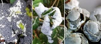 Attēlu rezultāti vaicājumam “Diderma subviridifuscum”