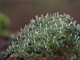 Attēlu rezultāti vaicājumam “Multiclavula mucida”