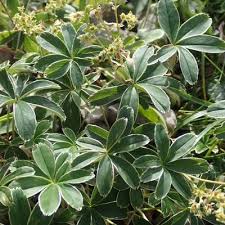 Attēlu rezultāti vaicājumam “Alchemilla subcrenata”