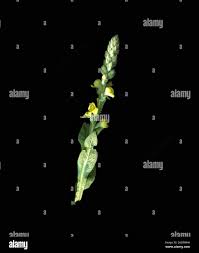 Attēlu rezultāti vaicājumam “Verbascum thapsus bud”