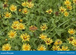 Attēlu rezultāti vaicājumam “Inula salicina flower”