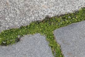 Attēlu rezultāti vaicājumam “Sagina procumbens”