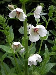 Attēlu rezultāti vaicājumam “Verbascum blattaria leaf”