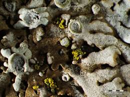 Attēlu rezultāti vaicājumam “Physconia enteroxantha”