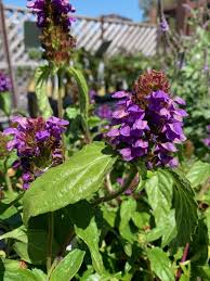 Attēlu rezultāti vaicājumam “Prunella vulgaris”