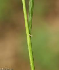 Attēlu rezultāti vaicājumam “Calamagrostis arundinacea leaf”