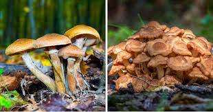 Attēlu rezultāti vaicājumam “Armillaria sp.”