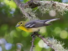 Image result for Vireo flavifrons