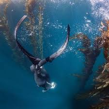 Image result for Plymouth Aquanauts