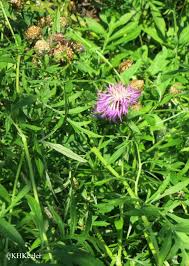 Attēlu rezultāti vaicājumam “Serratula tinctoria flower”