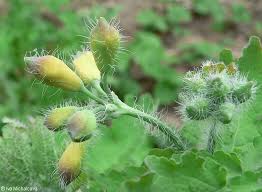 Attēlu rezultāti vaicājumam “Chelidonium majus bud”