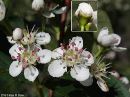 Attēlu rezultāti vaicājumam “Aronia melanocarpa bud”