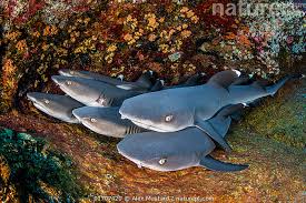 Image result for Triaenodon obesus