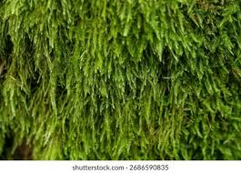 Attēlu rezultāti vaicājumam “Hypnum cupressiforme sporophyte”