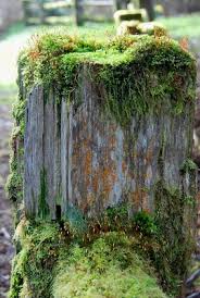 Attēlu rezultāti vaicājumam “moss”