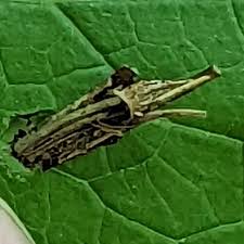 Attēlu rezultāti vaicājumam “Psyche casta”