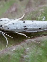 Attēlu rezultāti vaicājumam “Coscinia cribraria imago”