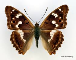 Attēlu rezultāti vaicājumam “Apatura ilia male”