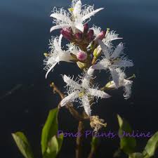 Attēlu rezultāti vaicājumam “Menyanthes trifoliata leaf”