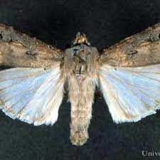 Attēlu rezultāti vaicājumam “Noctuidae”