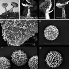 Attēlu rezultāti vaicājumam “Diderma umbilicatum spores”