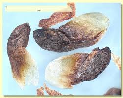 Attēlu rezultāti vaicājumam “Cribraria ferruginea”