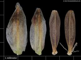 Attēlu rezultāti vaicājumam “Eriophorum gracile fruit”