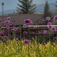 Attēlu rezultāti vaicājumam “Allium holandicum”