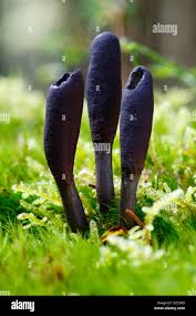 Attēlu rezultāti vaicājumam “Xylaria polymorpha”