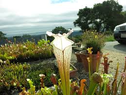 Attēlu rezultāti vaicājumam “Leucogyrophana sororia”