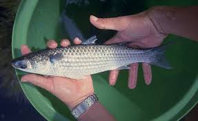 Image result for Mugil