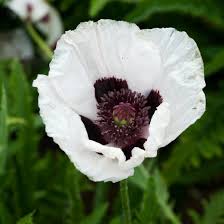 Image result for Papaver orientale