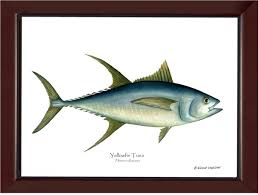 Image result for Thunnus albacares