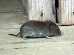 Attēlu rezultāti vaicājumam “Myodes glareolus”