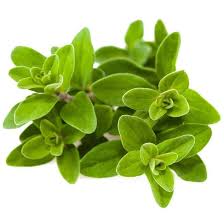 Image result for Origanum majorana