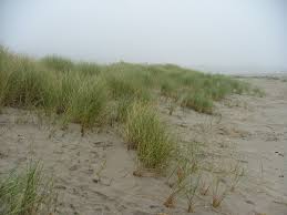 Attēlu rezultāti vaicājumam “Ammophila arenaria”