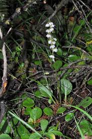 Attēlu rezultāti vaicājumam “Pyrola media”