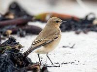 Attēlu rezultāti vaicājumam “Oenanthe oenanthe juvenile”