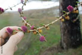 Attēlu rezultāti vaicājumam “Larix decidua flower”