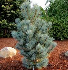 Attēlu rezultāti vaicājumam “Pinus peuce”